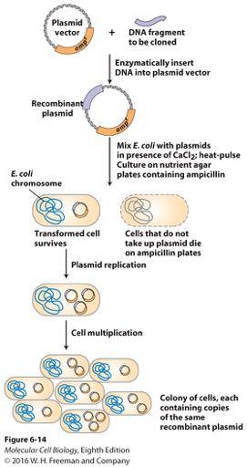DNA cloning in a plasmid vector