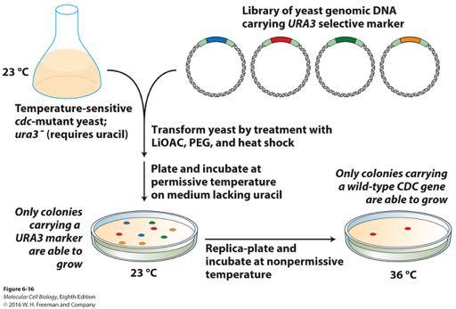 6-16 Screening of a yeast genomic library by functional