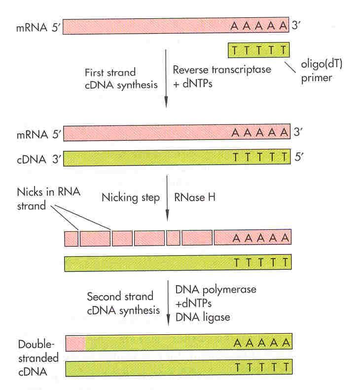 cdna Synthesis Step 1. First strand synthesis Oligo dt primer Reverse transcriptase Step 2.