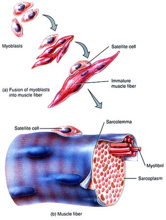 Skeletal Muscle Biology Skeletal Muscle during Injury Myonucleus Muscle fibers Normal Muscle Muscle stem/satellite cell Muscle fibers and myonuclei are