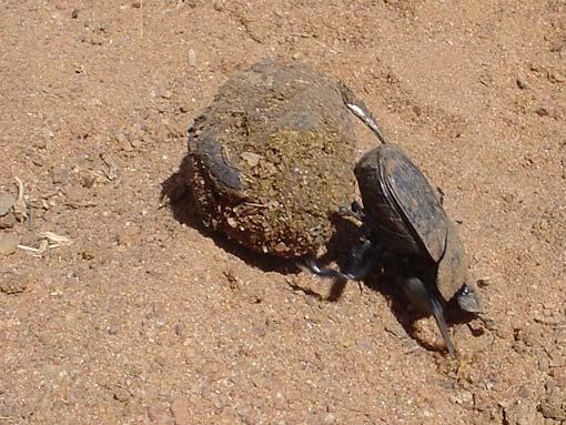Importance of dung beetles Dung beetles cycle minerals between