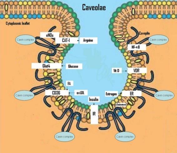 17 Session Lectures SL-44 Track: Pharmaceutical Biotechnology AN ASSOCIATION OF METABOLIC SYNDROME CONSTELLATION WITH CELLULAR MEMBRANE CAVEOLAE-A POSSIBLE MECHANISM Wei-zheng Zhang Head of