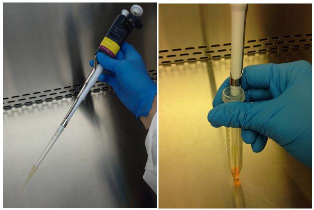 Figure 2. Mechanical dissociation using a P1000 pipette with a P1000 cone and a P200 cone C.