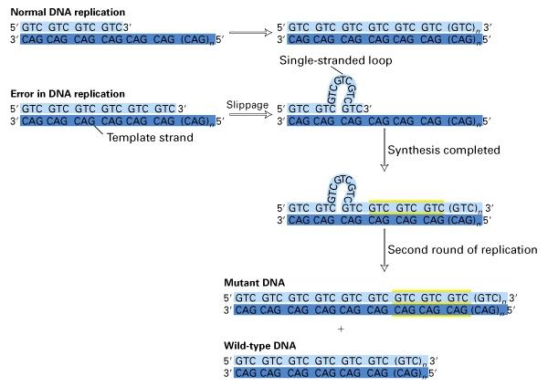 Spontaneous mutations may result from errors in DNA replication Spontaneous mutations may also result from chemical instability of purine and pyrimidine bases, or