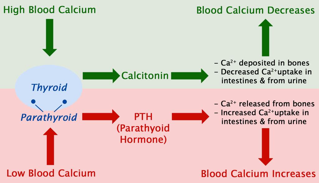 Introduction Calcitonin is a polypeptide hormone involved in calcium and phosphorus metabolism.