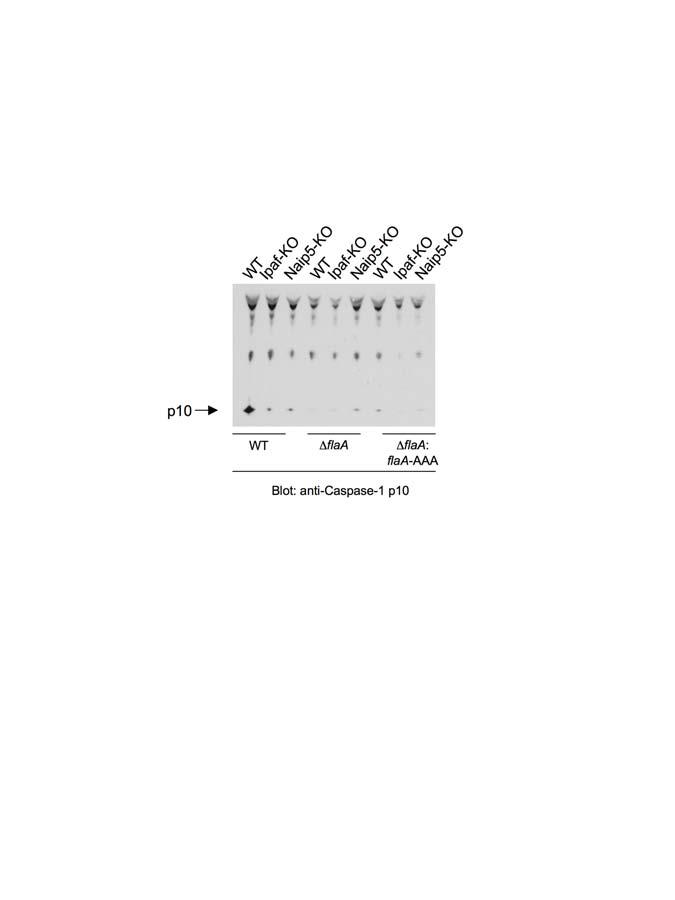 Supplementary Figure 2. C-terminal leucines in L. pneumophila flagellin are required for caspase-1 activation.