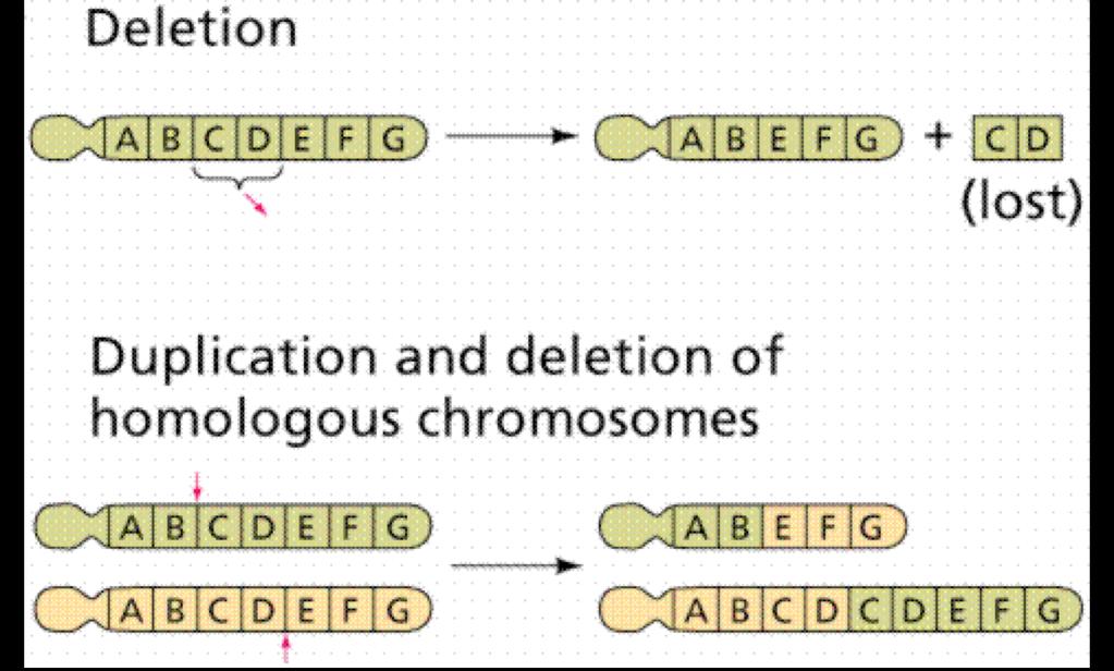 Assessment Anchor: Describe the processes that can alter composition or number of chromosomes