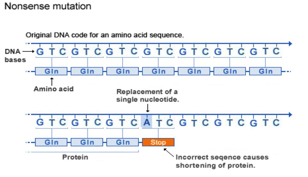 Assessment Anchor: Describe how genetic mutations alter the DNA sequence and may or may not affect