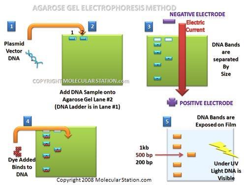 Gel Electrophoresis The process in which molecules (such as proteins, DNA, or RNA fragments) can be separated according to size and electrical charge by applying an electric current to them while