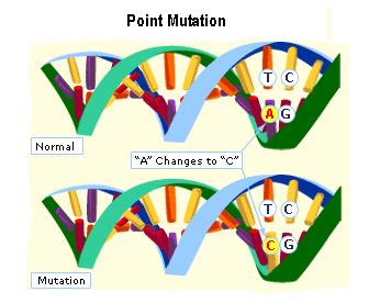 To determine DNA fragment sizes after cutting the DNA with restriction enzymes (a), or it might be necessary to check DNA that has been isolated and purified MUTATION A mutation is a change in the