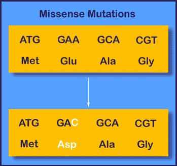 For example, when the gene for an enzyme mutates, the enzyme encoded by the gene may become inactive or less active because its amino acid sequence has changed.
