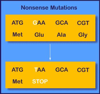 synthesized. A base substitution resulting in a nonsense codon is thus called a nonsense mutation.