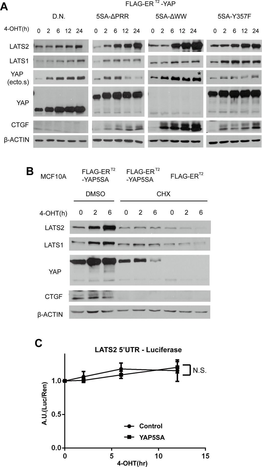 Supplementary Figure S3: Up-regulation of LATS2 by YAP activation mainly reflects transcriptional activation.