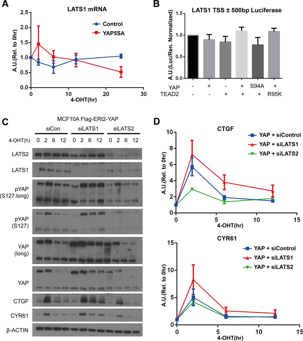 Supplementary Figure S5: LATS1 is not upregulated by YAP but can conduct the negative feedback mechanism.