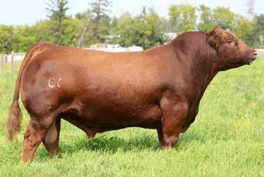 Semen available through owners and ORIgen.