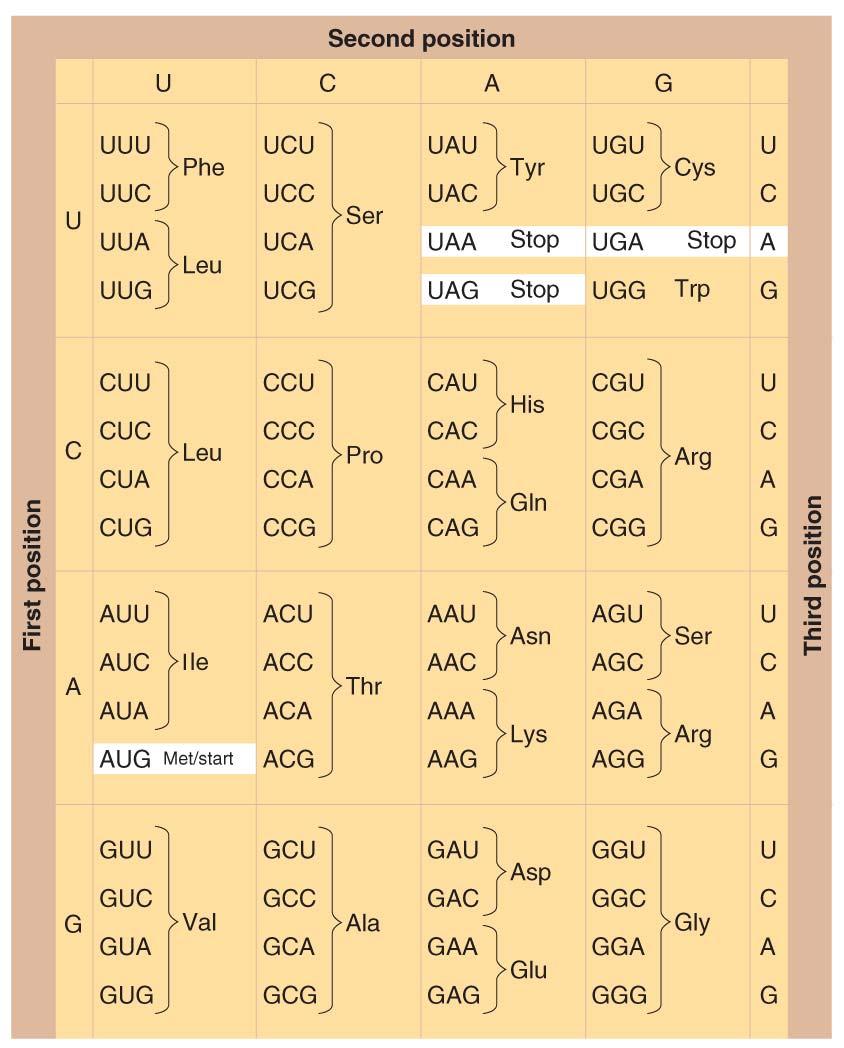 The genetic code. 64 codons (only 20 a.a.) 61 = sense codons / code for a.a. 3 = non-sense / these are stop codons Insert Fig 8.