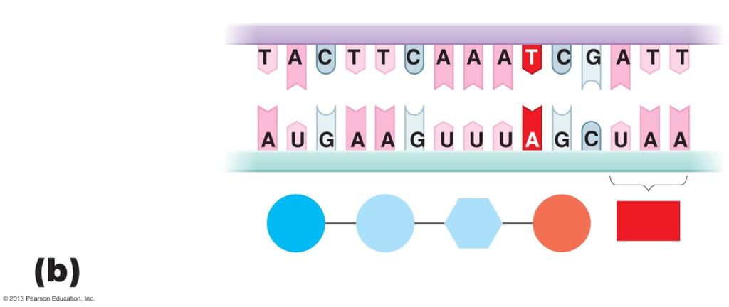 Types of mutations and their effects on the amino acid sequences of proteins.