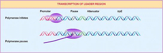 Transcriptional pause in leader RNA polymerase transcribes leader