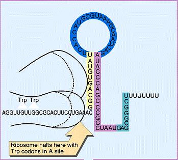 In low tryptophan, RNA pol reads through attenuator If tryptophan is low, then trna-trp levels will be low In low trna-trp the ribosome