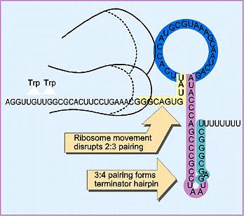 In high tryptophan, RNA pol terminates at the attenuator If tryptophan is high, then trna-trp levels will be high In high trna-trp the ribosome will
