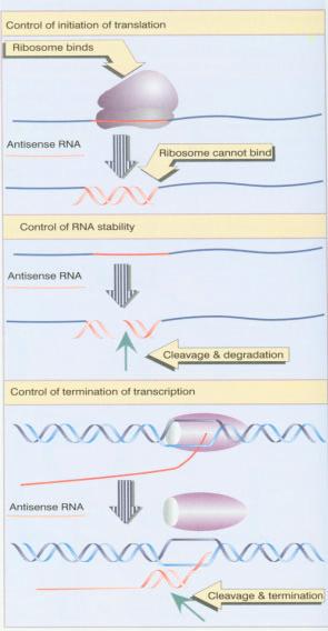 Small RNA