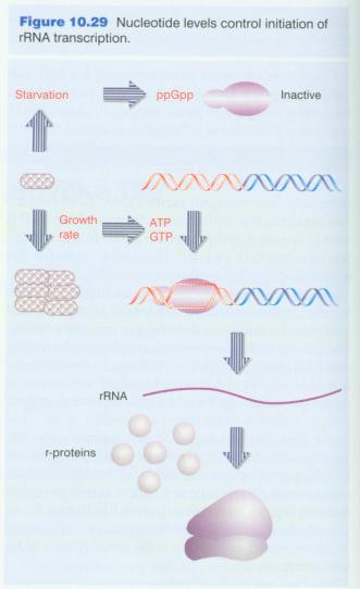 Nucleotide levels control initiation of rrna transcription Geneeal regulatory network Inhibits initiation at the promoters of rrn loci The