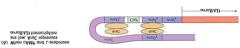 AraC alone is a repressor protein AraC alone binds to arao 1 repressing arc transcription And to arai 1