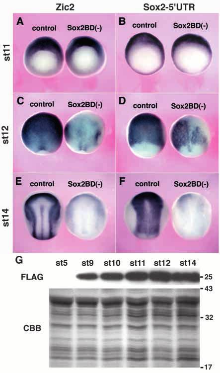 796 M. Kishi and others Fig. 4. Injection of Sox2BD( ) inhibits expression of both anterior and posterior neural markers.