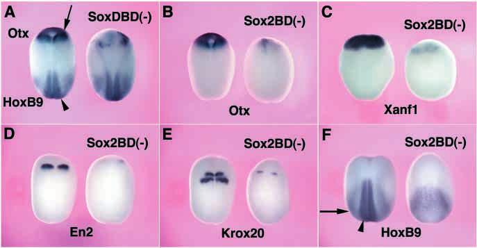 (A) SoxDBD( ) mrna (right) or control lacz mrna (left) was injected into each animal blastomere of the 8-cell embryo (400 pg of mrna/cell).