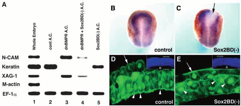 Application of Dex did not affect N-CAM mrna expression either in the animal caps injected with dnbmpr (C) or in the embryo injected with control LacZ mrna (D).