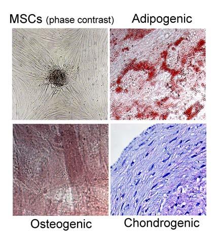 MSC Differentiation Potential Cells tested for ability to differentiate into:- Adipogenic cells Osteogenic cells Chondrogenic cells All three cell