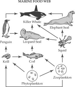 Using the diagram above answer the following questions: a. What is the top carnivore in this food web? b.