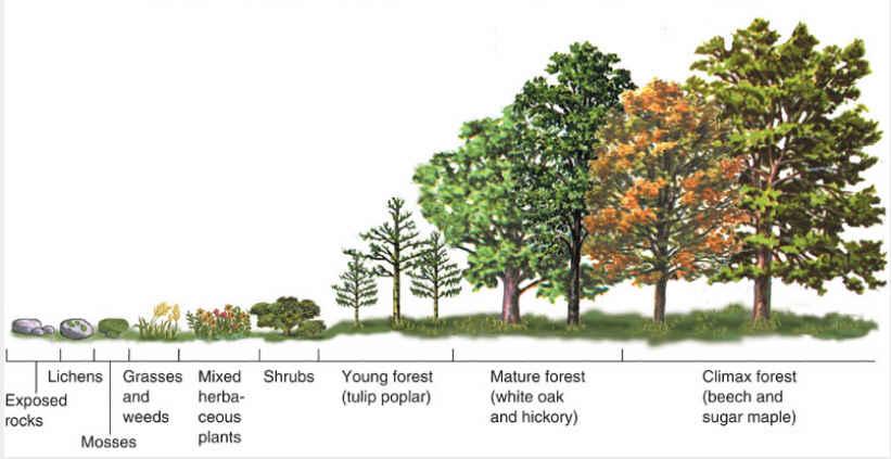 The diagram above shows the succession of communities from bare rock to a mature forest in a specific area over a period of time. 1.