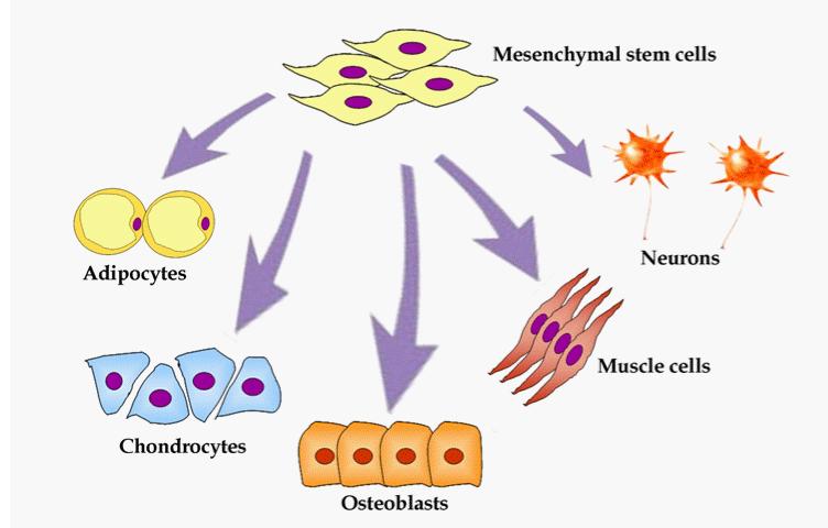 MESENCHYMAL STEM CELLS MSCs potential alternatives to the conventional methods Dexamethasone Indomethacin Insulin IBMX