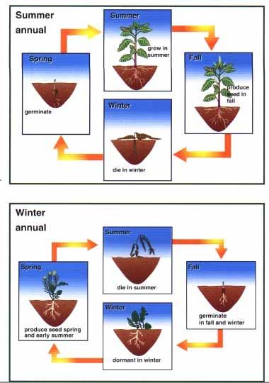Annual Weed Life Cycle