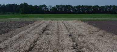 Tillage No-till into killed wheat? Kill wheat and disk? Spreading seed/perennials? Seedbed Prep Stale seedbed? Minimize traffic?