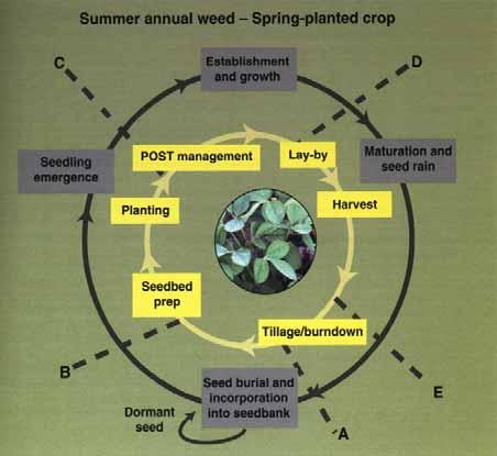 Making Plans Pre-harvest Roguing? Harvest and Post Harvest Spreading seed/perennials? Habitat for seed predators? Tillage?