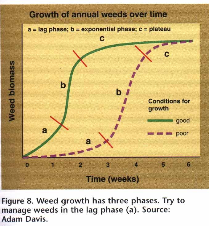 Control Weeds During Early