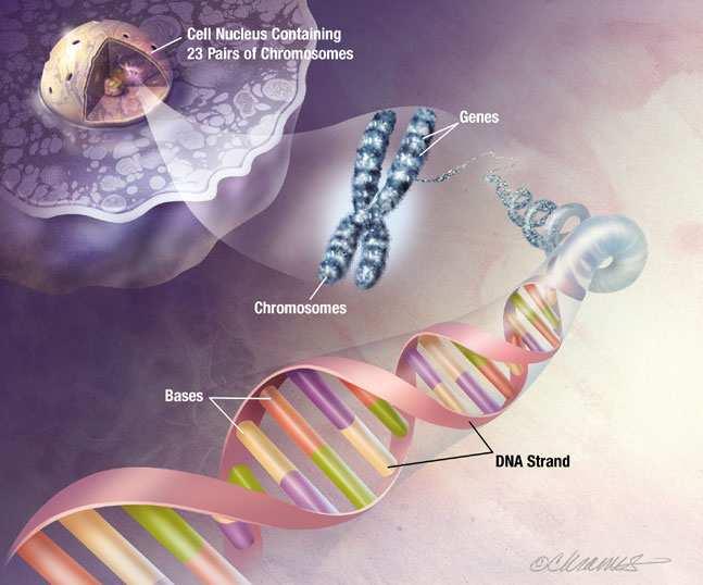 DNA,, RNA,, AND PROTEIN SYNTHESIS DNA Deoxyribonucleic Acid Enables cells to have different forms and perform different functions Primary functions of DNA: Store and