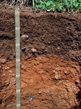 PARENT MATERIAL CLIMATE TOPOGRAPHY SOIL FORMATION 5 FACTORS The material in which soils form (underlying rock, glacial