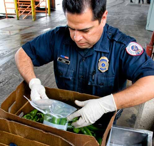 FDA consumer safety officers work at the border crossing preparing samples for testing by the FDA mobile laboratory. At left, officers prepare samples of yellow squash.