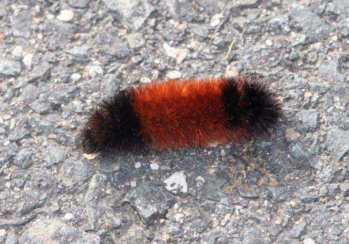 WOOLY BEAR PREDICTION This is the legend: The Woolly Bear caterpillar has 13 distinct segments of either rusty brown or black.