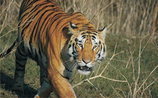 Rajaji National Park The wildlife here includes elephant, tiger, panther, bear, chital,