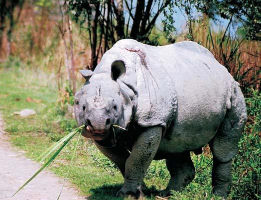 Rhino in