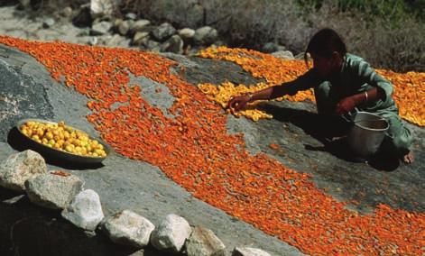 CRITICAL THINKING Why is liquid water necessary for microbial metabolism? Jonathon Blair/Corbis Figure 8 The use of desiccation as a means of preserving apricots in Pakistan.