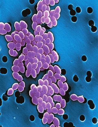 most pathogens, including the bacteria that cause syphilis, gonorrhea, and the more common forms of bacterial pneumonia and diarrhea.
