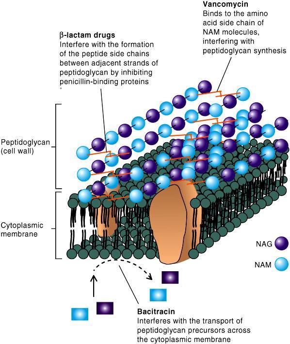 Inhibition of cell wall synthesis Inhibition of Cell wall synthesis Bacteria cell wall unique in construction Contains peptidoglycan Antimicrobials that interfere with the synthesis of cell wall do
