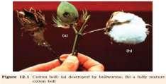 Bt Cotton Some strains of Bacillus thuringiensis produce proteins that kill certain insects such as lepidopterans(tobacco budworm, armyworm), coleopterans (beetles) and dipterans (flies, mosquitoes).