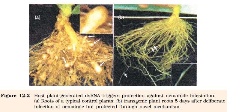 Pest resistant plants Several nematodes parasitize a wide variety of plants and animals
