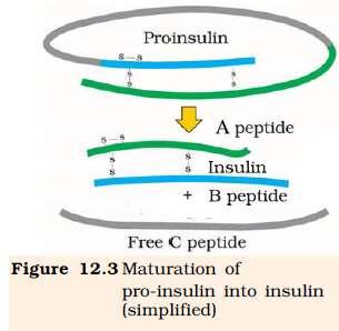 Genetically Engineered Insulin Taking insulin at regular interval of time is required for adultonset diabetes. Previously the source of insulin was the slaughtered cattle and pigs.